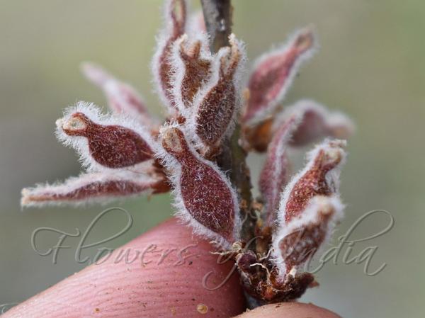 Cherry-Bark Elm